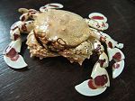 Crabe Matuta banskii